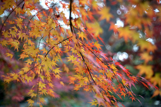 秋天紅葉