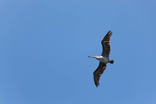 Brown Pelican（Pelecanus occidentalis）