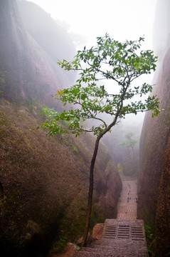 在山路上的樹(shù)