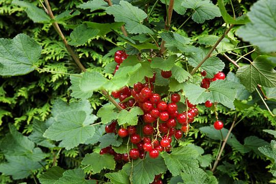 紅醋栗。醋栗。紅醋栗