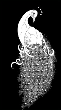 孔雀插圖