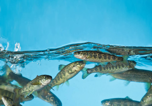水族館里的鮭魚游泳