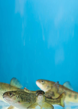 水族館里的鮭魚游泳