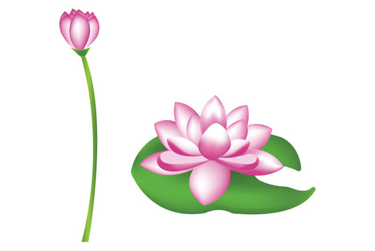 蓮花的插圖
