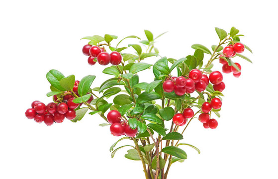 布什小紅莓在白色背景