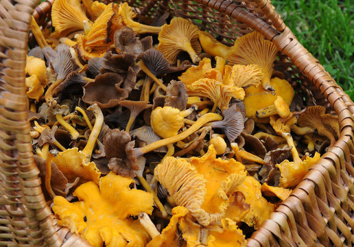 籃子里的Chanterelles