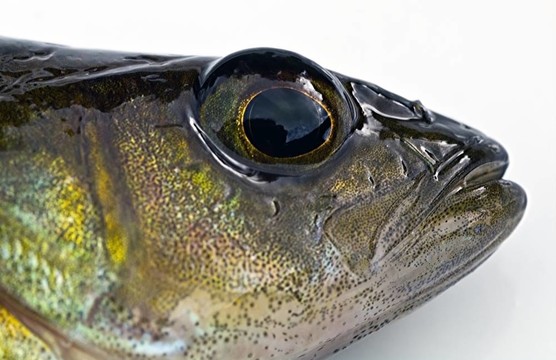 鱸魚