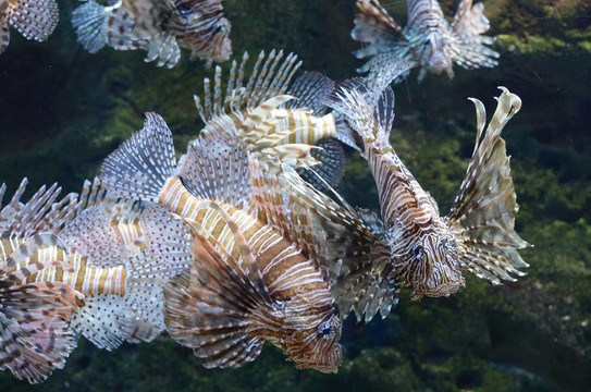 紅獅子魚