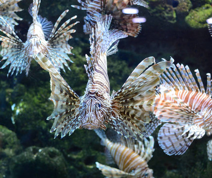 紅獅子魚(yú)