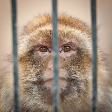 動(dòng)物園里籠子里籠子里的猴子