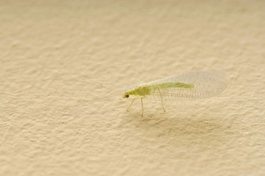 昆蟲Green Lacewing