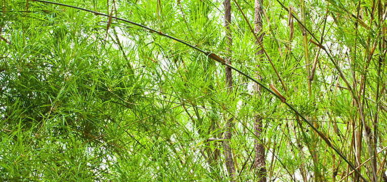 翠綠的竹leaves.stems樹干的背景。