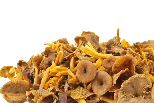 漏斗雞油菌
