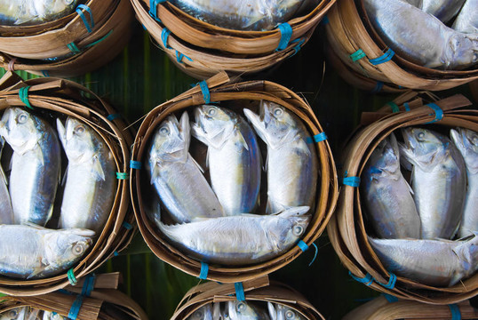 馬鮫魚(yú)