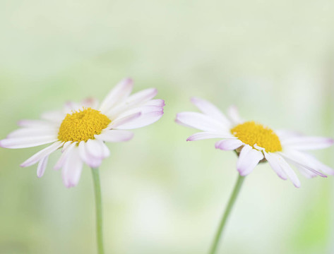 雛菊花
