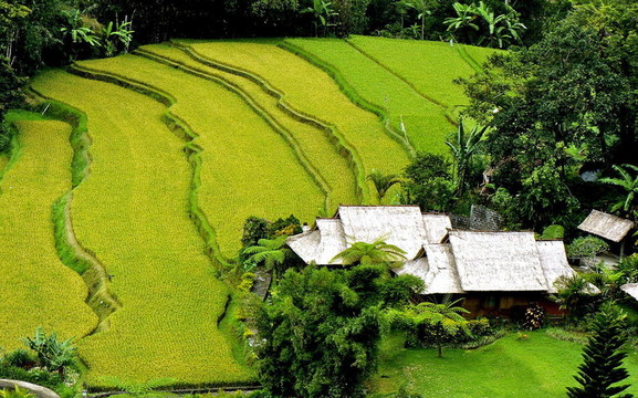 Rice paddy在巴厘