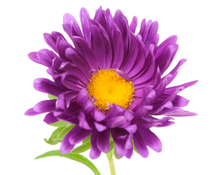 紫菀