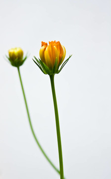 橙花cosmoc