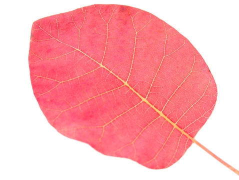 秋天的紅葉