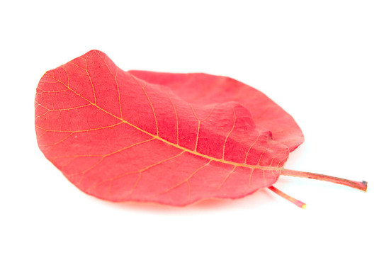 秋天的紅葉