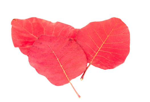秋天的紅葉