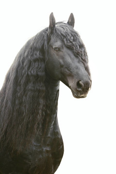 弗里斯蘭馬分離