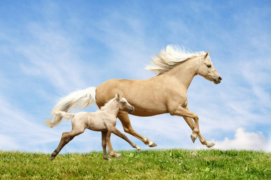 威爾士小馬的母馬和小馬駒