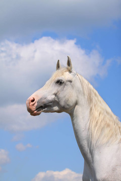 白色的阿拉伯種馬