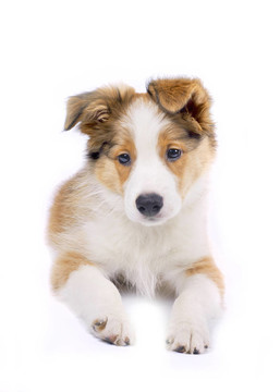 邊境牧羊犬