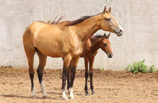 母馬和小馬駒