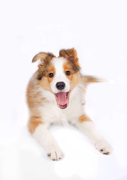 邊境牧羊犬