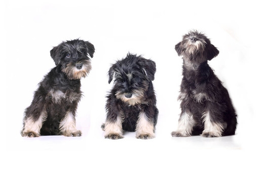 雪納瑞幼犬隔離