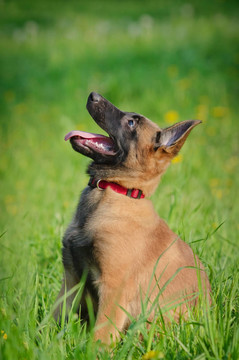 馬里努阿犬的小狗在現(xiàn)場