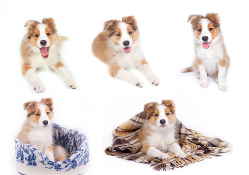 邊境牧羊犬幼犬隔離
