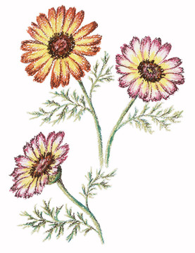 圖片；菊花的花