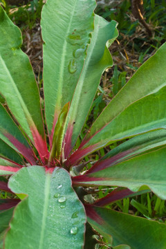 Euphorbia viguieri的上面