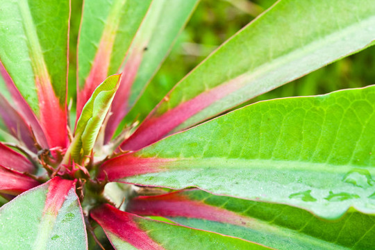 Euphorbia viguieri的上面