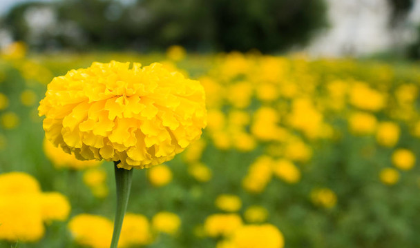 黃色的萬(wàn)壽菊