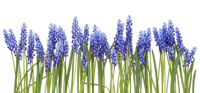 從第一泉flowers Muscari邊境