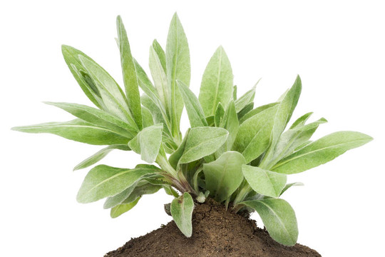 布什的樹苗；發(fā)芽床上花園的矢車菊