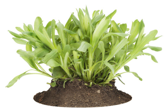 金雞菊花園的小樹苗