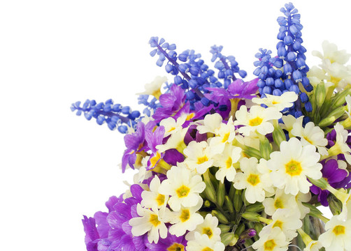 Sprigs Muscari和報春花的明信片