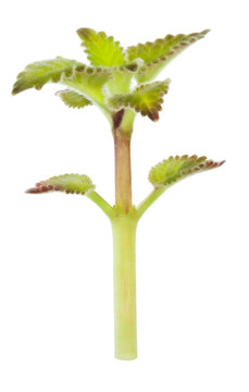 一種植物宏觀春天毛茸茸的樹苗