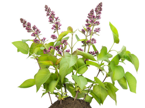 小布什丁香花與芽在床上
