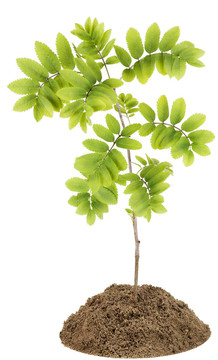 花楸樹（Rowan）小