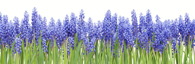從第一泉flowers Muscari大邊界