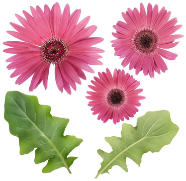 粉色非洲菊花葉集