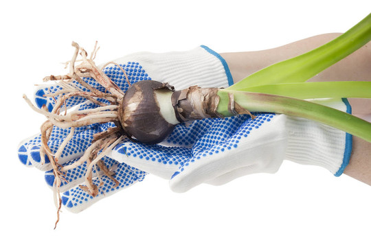 白手套的農民手中持有一棵樹苗