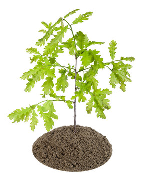 歐洲橡樹(shù)的萌芽