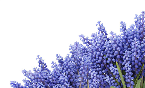 與第一泉flowers Muscari的明信片